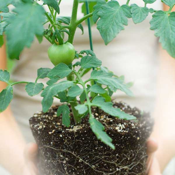 Tomato shop plants online